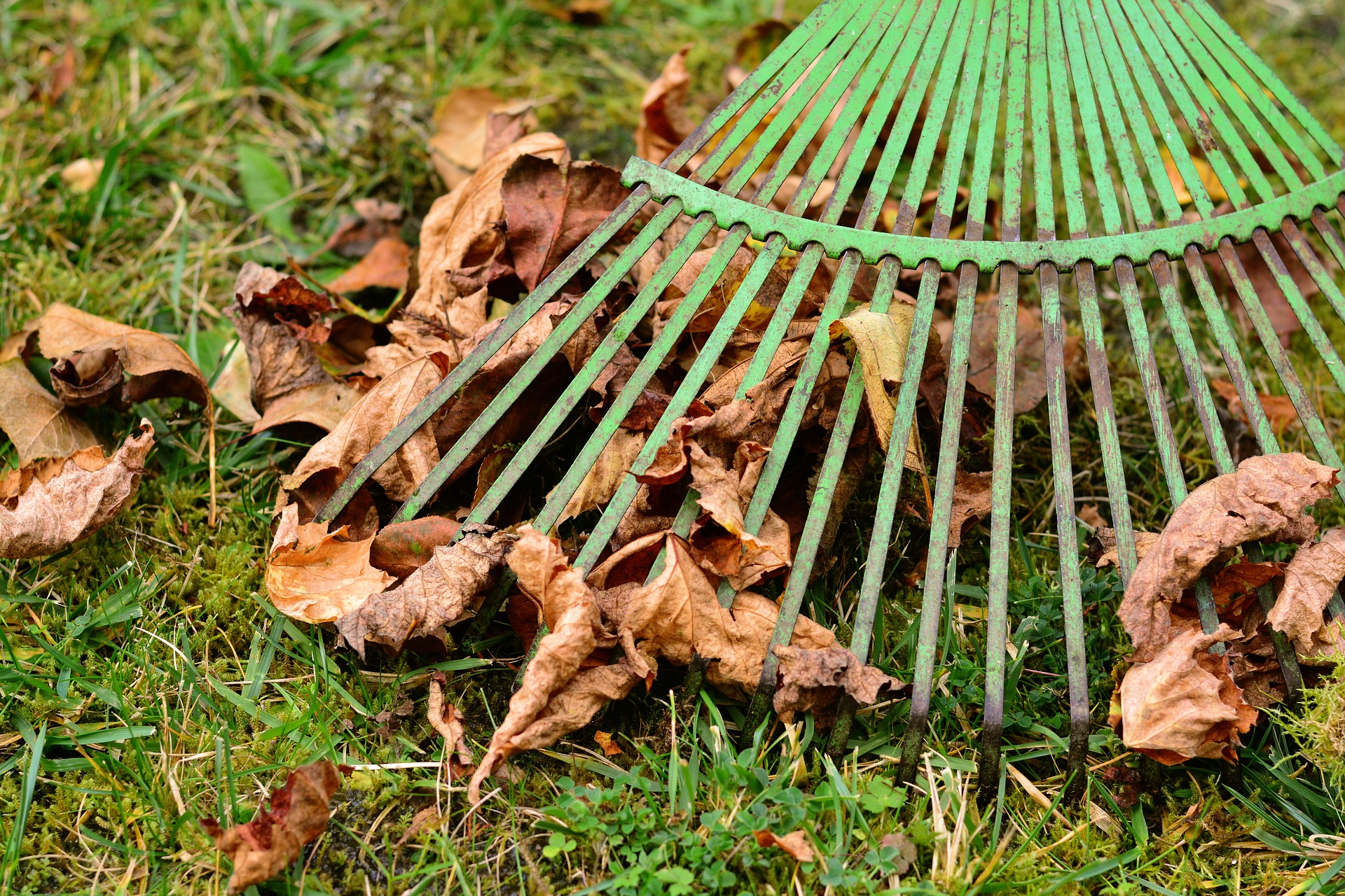 Gardener racking leaves