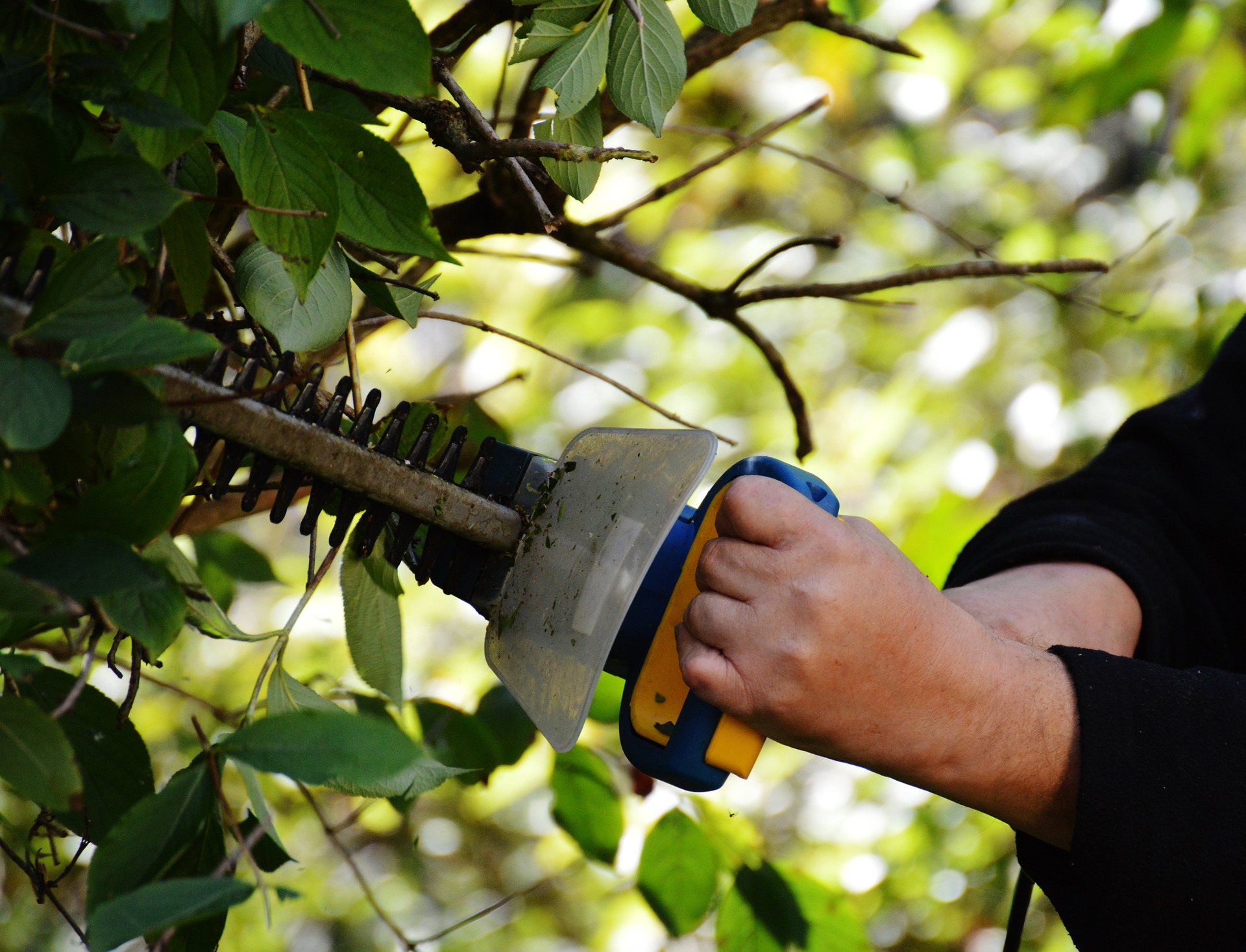 Hedge Trimming and Cutting