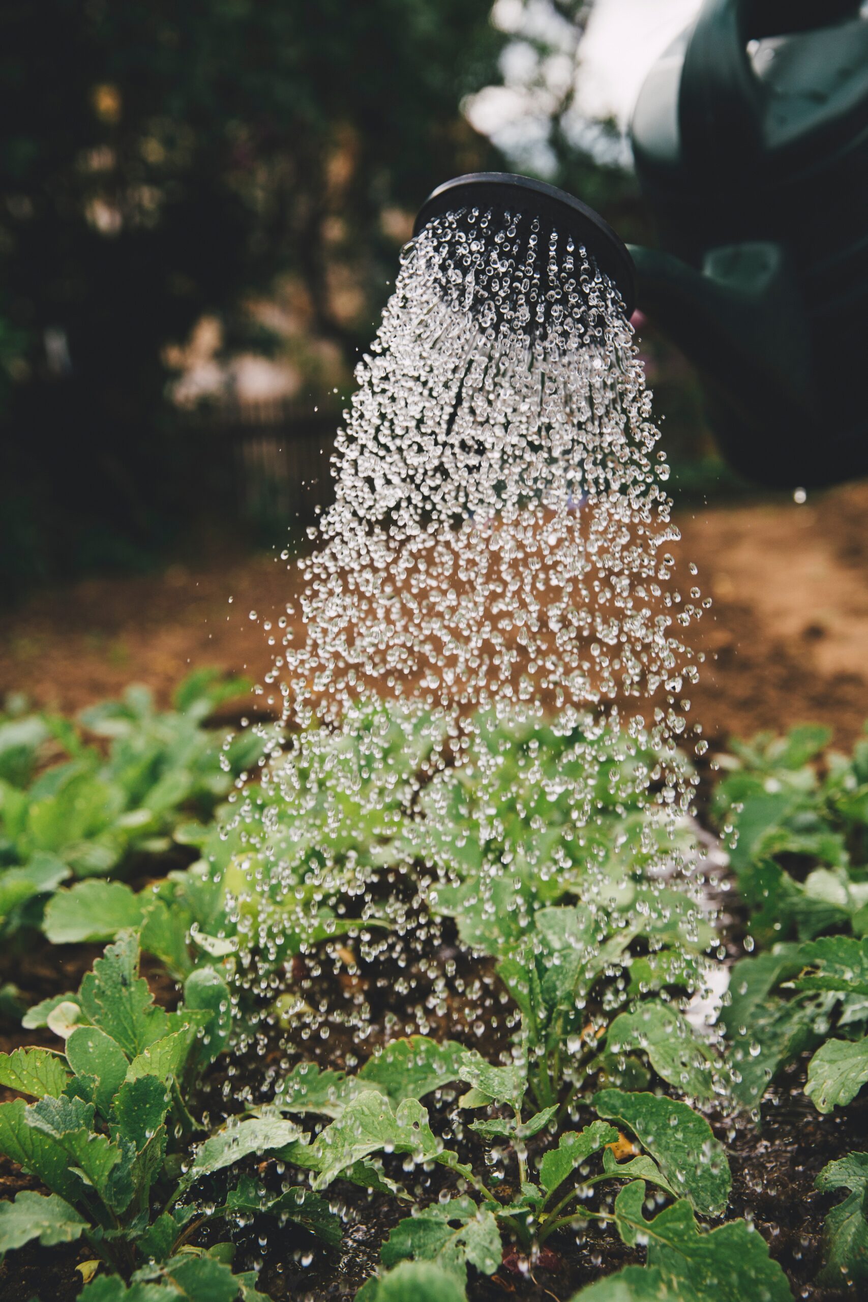 Watering Plants garden