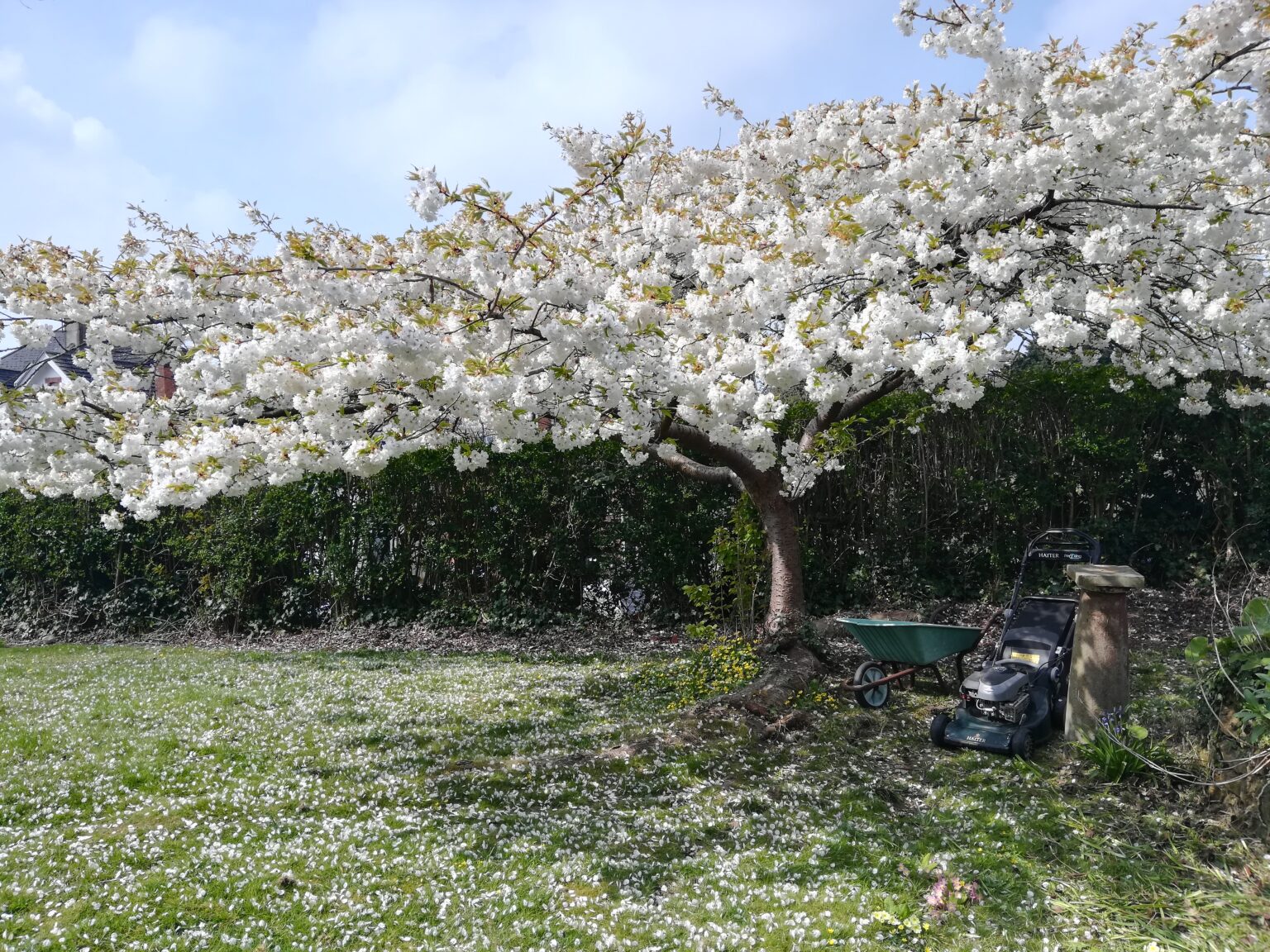 Bexhill Gardening tree in blossom