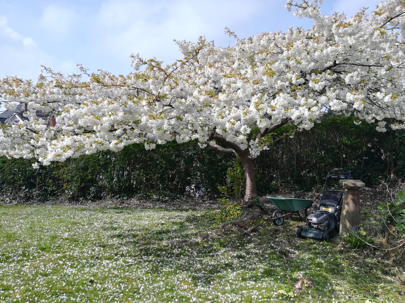 Bexhill Gardening cherry tree Bexhill Gardening tree in blossom