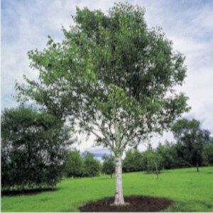 Bexhill silver birch tree