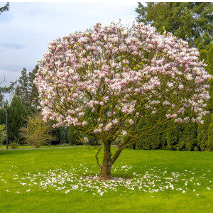 Beautiful magnolia tree