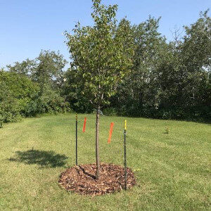 staked tree planted by bexhill gardening