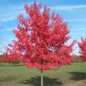 Bexhill red maple tree