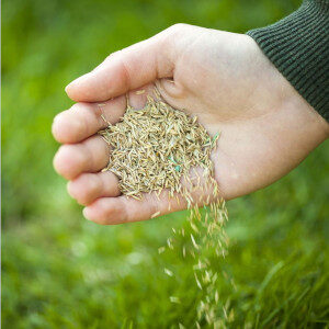 Hand with Bexhill grass seed