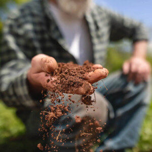 Lawn Soil in hand for testing